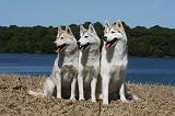 SIBERIAN HUSKY 544